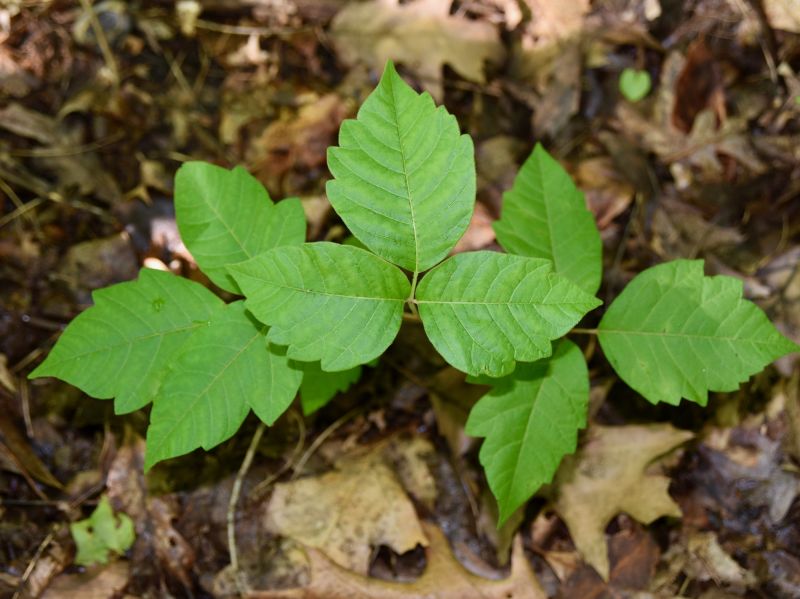 Poison Ivy Removal in Philadelphia, PA