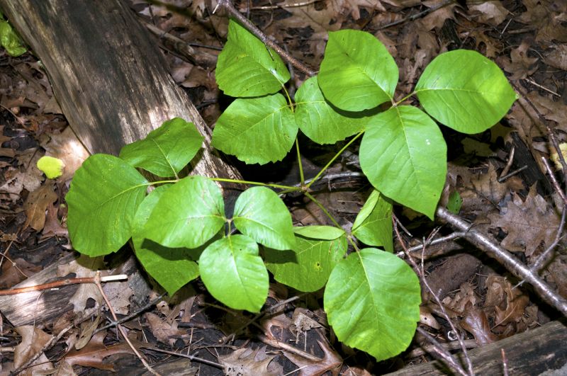 Poison Ivy Removal in West Chester, PA