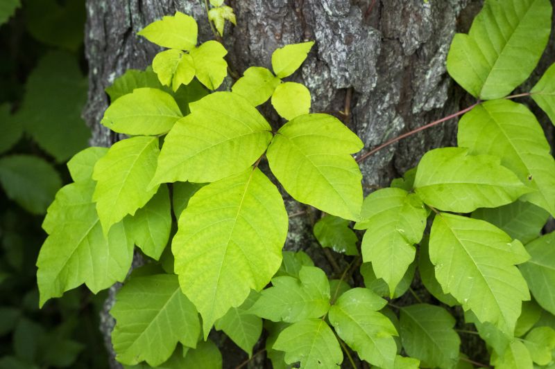 Poison Oak Removal in Pottstown, PA