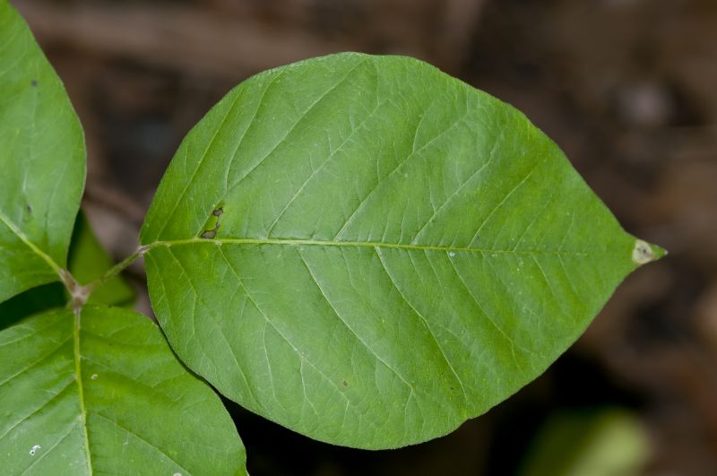 Poison Oak Removal in Pottstown, PA