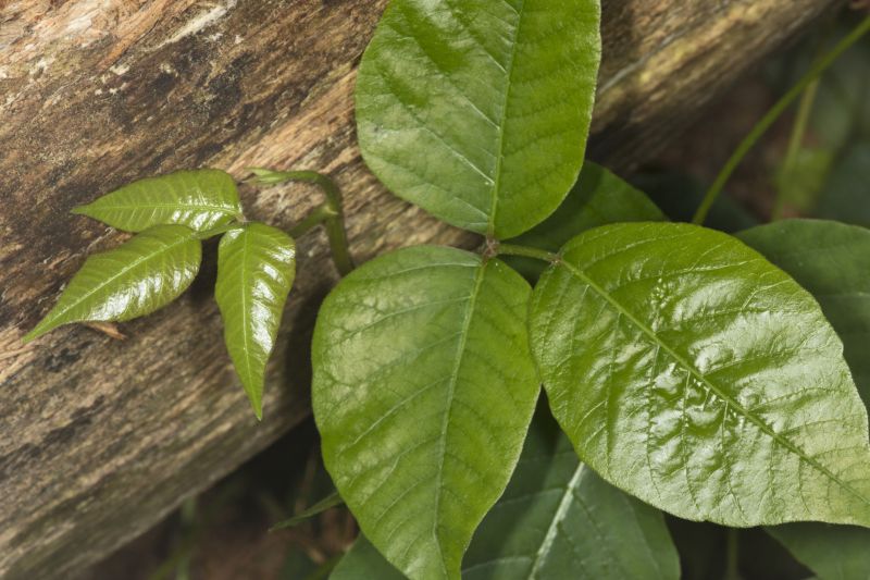 Poison Oak Removal in West Chester, PA